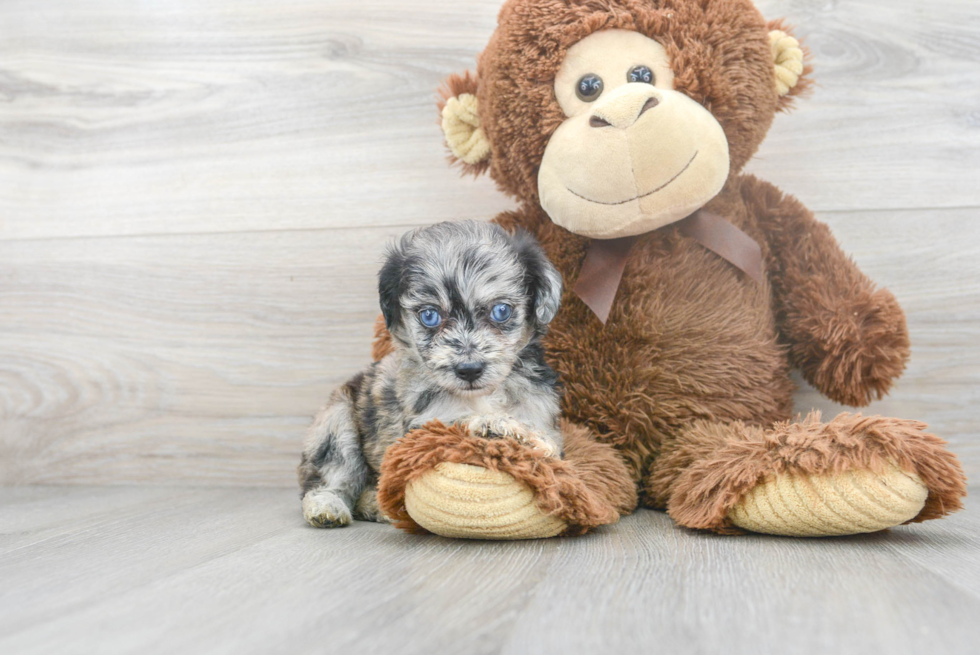 Little Aussiepoo Poodle Mix Puppy