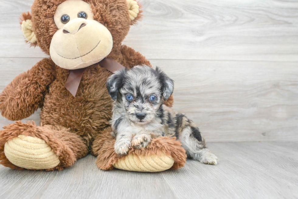 Mini Aussiedoodle Pup Being Cute