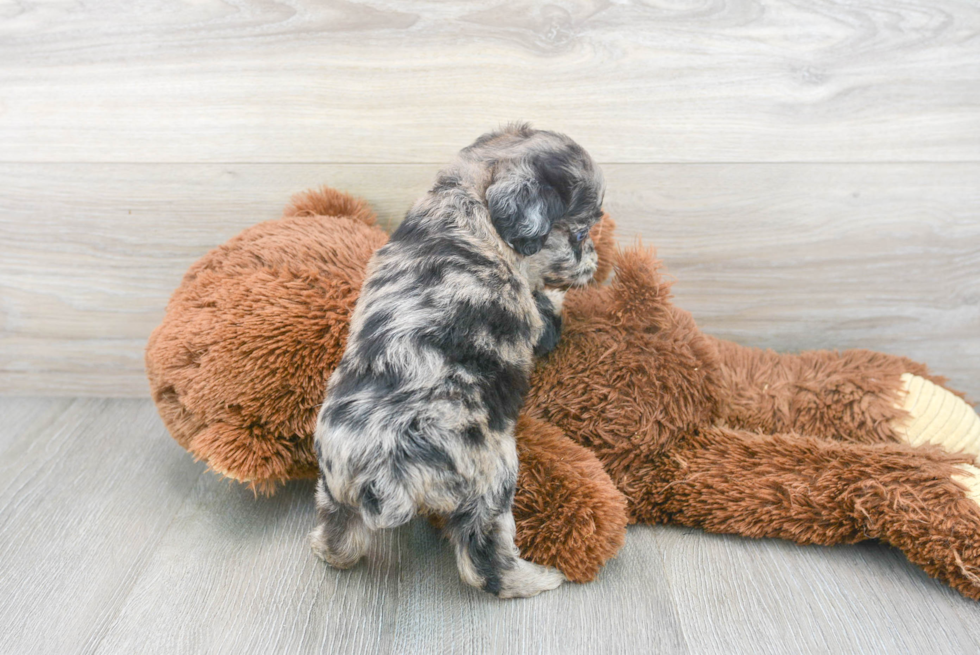 Fluffy Mini Aussiedoodle Poodle Mix Pup