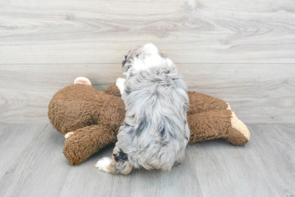 Mini Aussiedoodle Pup Being Cute