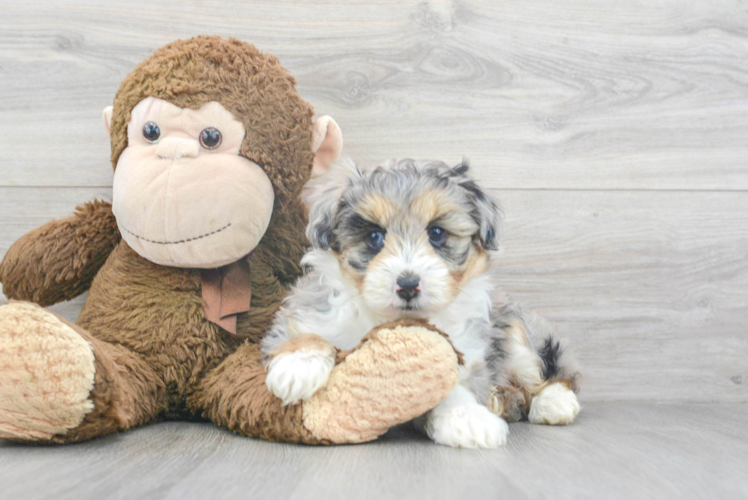 Sweet Mini Aussiedoodle Baby