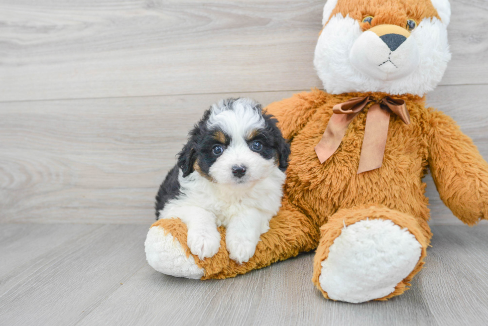 Funny Mini Aussiedoodle Poodle Mix Pup