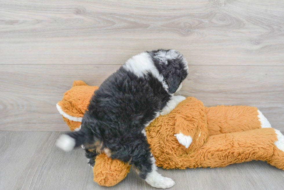 Best Mini Aussiedoodle Baby