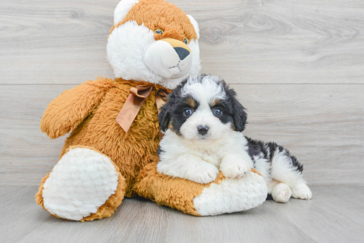 Little Aussiepoo Poodle Mix Puppy