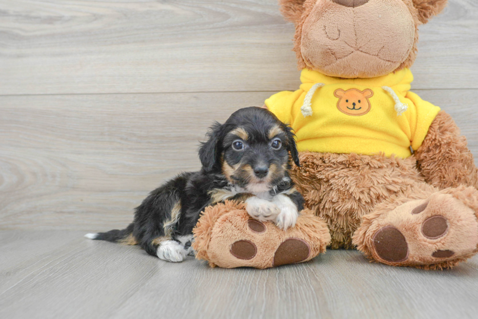 Smart Mini Aussiedoodle Poodle Mix Pup