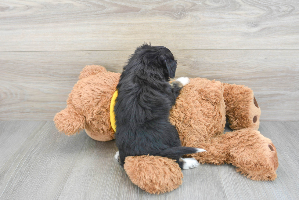 Sweet Mini Aussiedoodle Baby