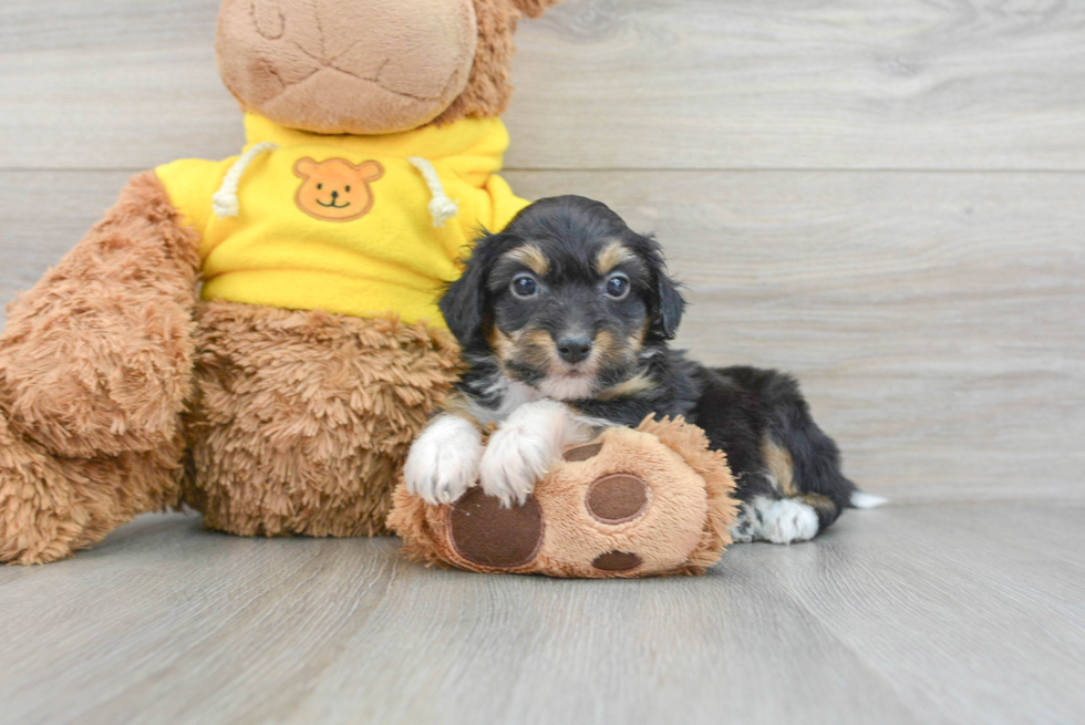 Best Mini Aussiedoodle Baby