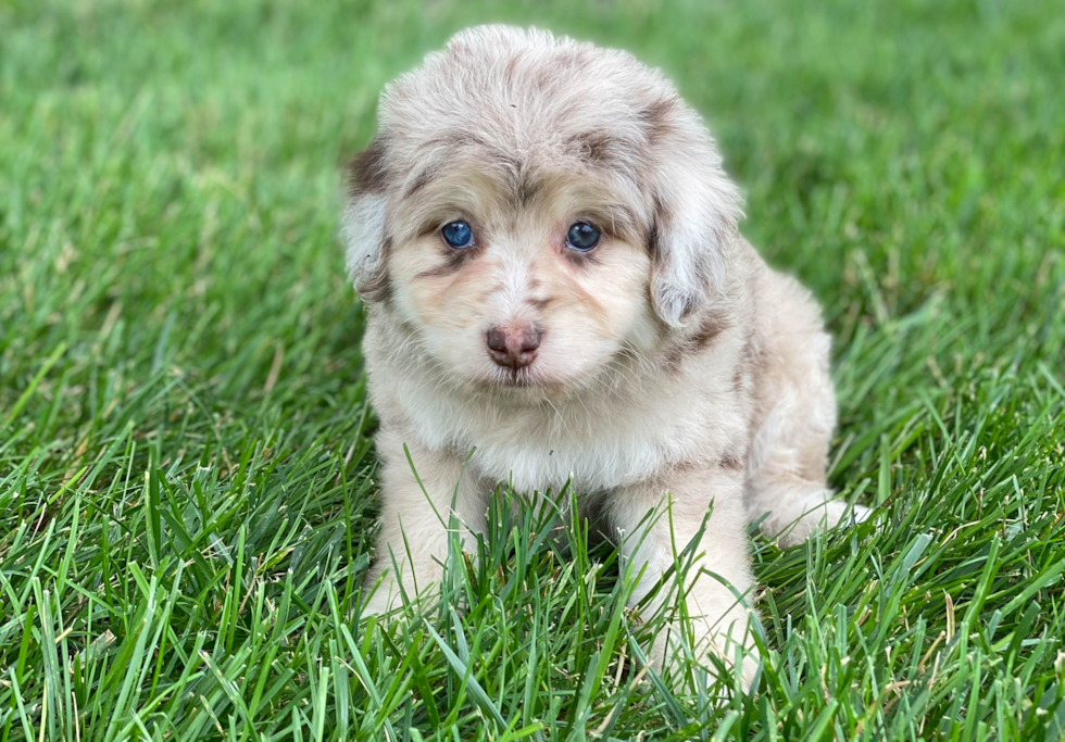 Mini Aussiedoodle Pup Being Cute