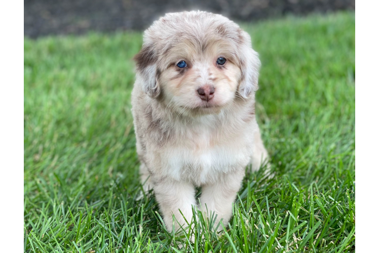 Petite Mini Aussiedoodle Poodle Mix Pup