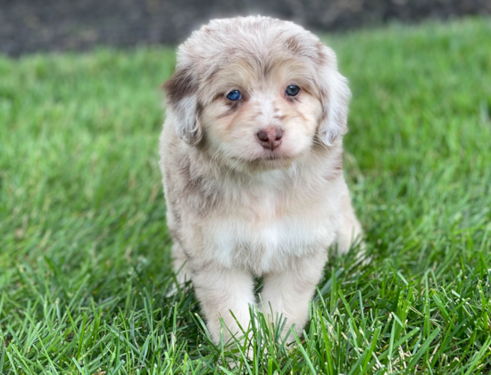 Petite Mini Aussiedoodle Poodle Mix Pup