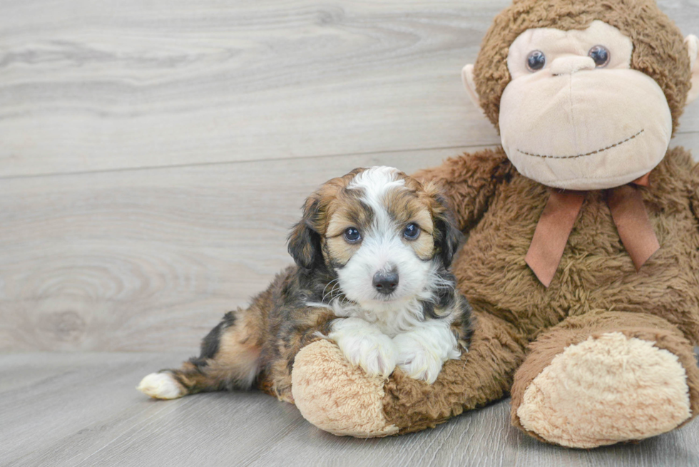 Mini Aussiedoodle Puppy for Adoption