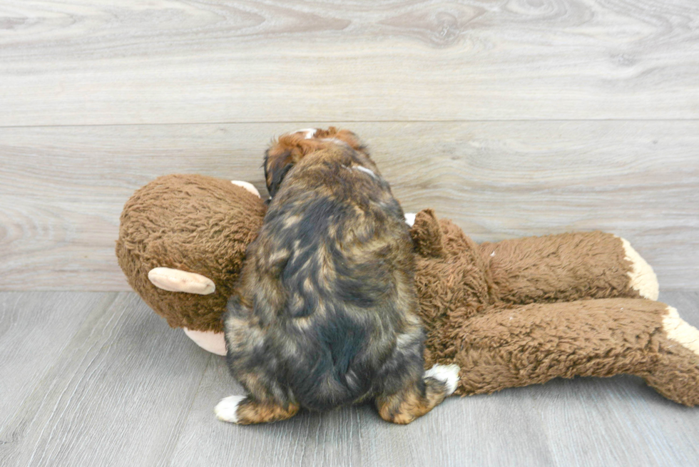 Adorable Aussiepoo Poodle Mix Puppy