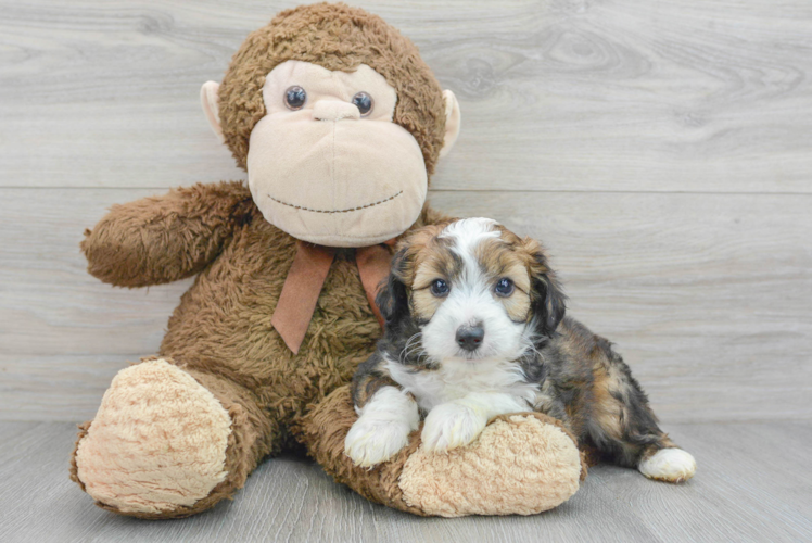 Happy Mini Aussiedoodle Baby