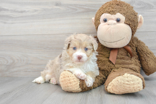 Popular Mini Aussiedoodle Poodle Mix Pup