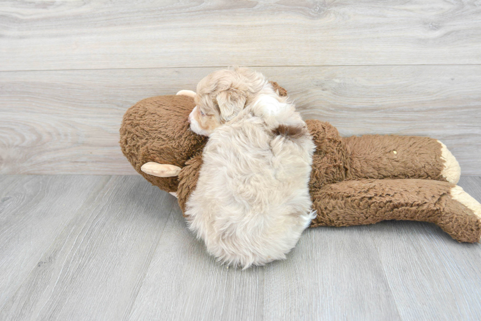 Small Mini Aussiedoodle Baby