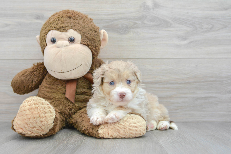 Popular Mini Aussiedoodle Poodle Mix Pup