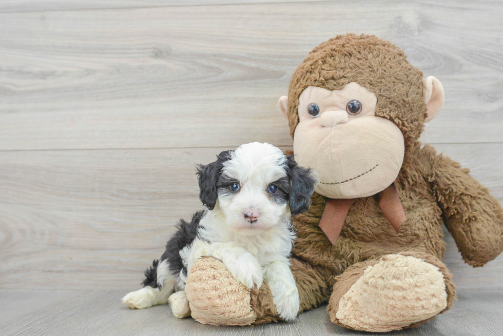 Mini Aussiedoodle Puppy for Adoption