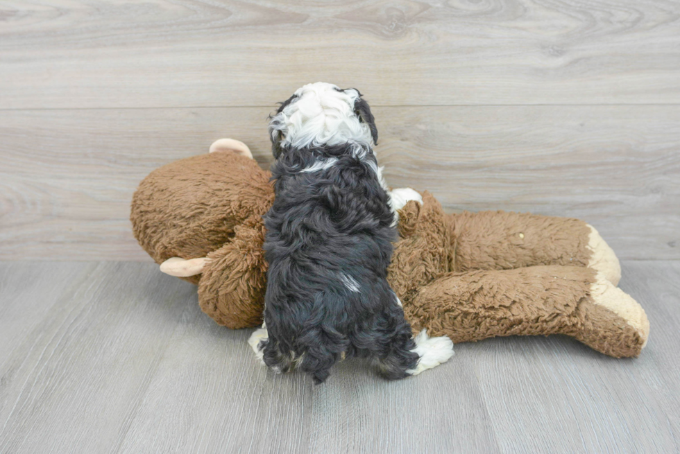 Small Mini Aussiedoodle Baby