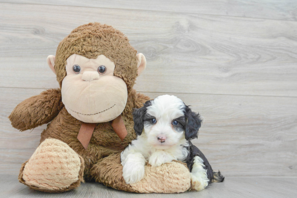 Mini Aussiedoodle Pup Being Cute