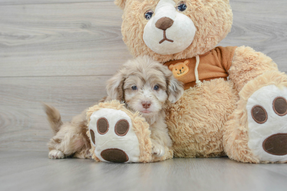 Cute Mini Aussiedoodle Baby