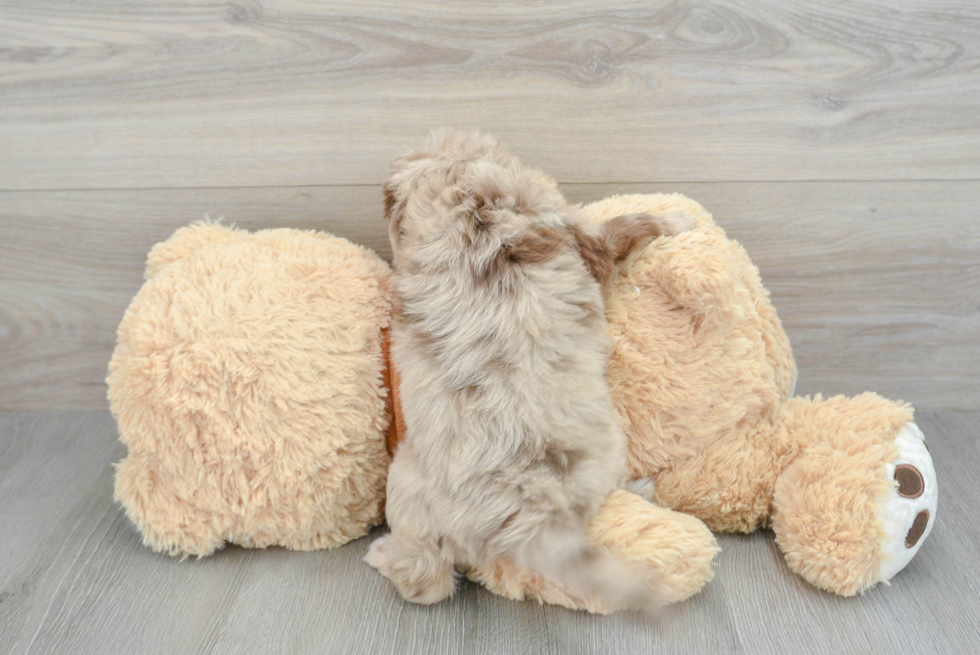 Mini Aussiedoodle Pup Being Cute