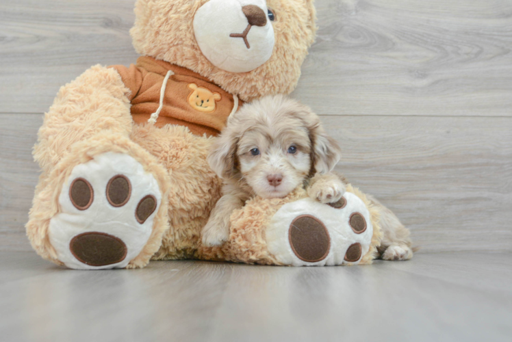 Mini Aussiedoodle Pup Being Cute