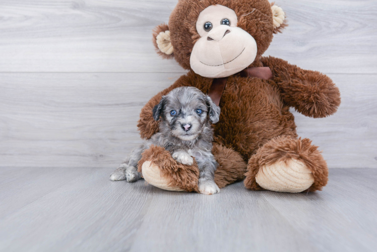 Mini Aussiedoodle Puppy for Adoption