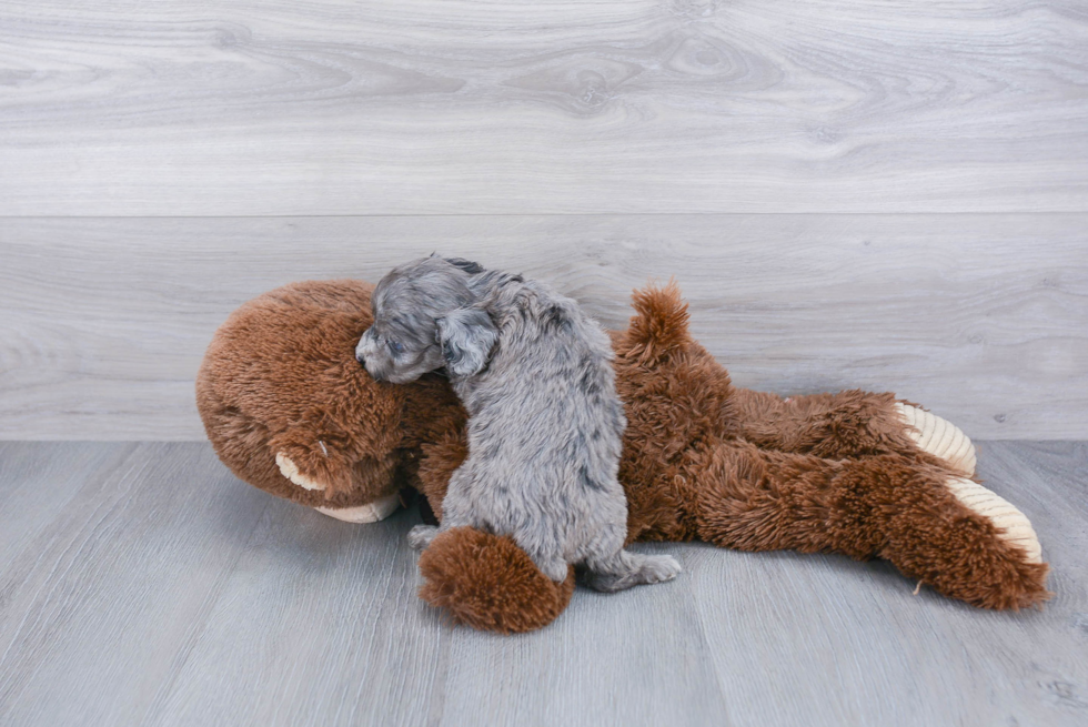 Playful Aussiepoo Poodle Mix Puppy