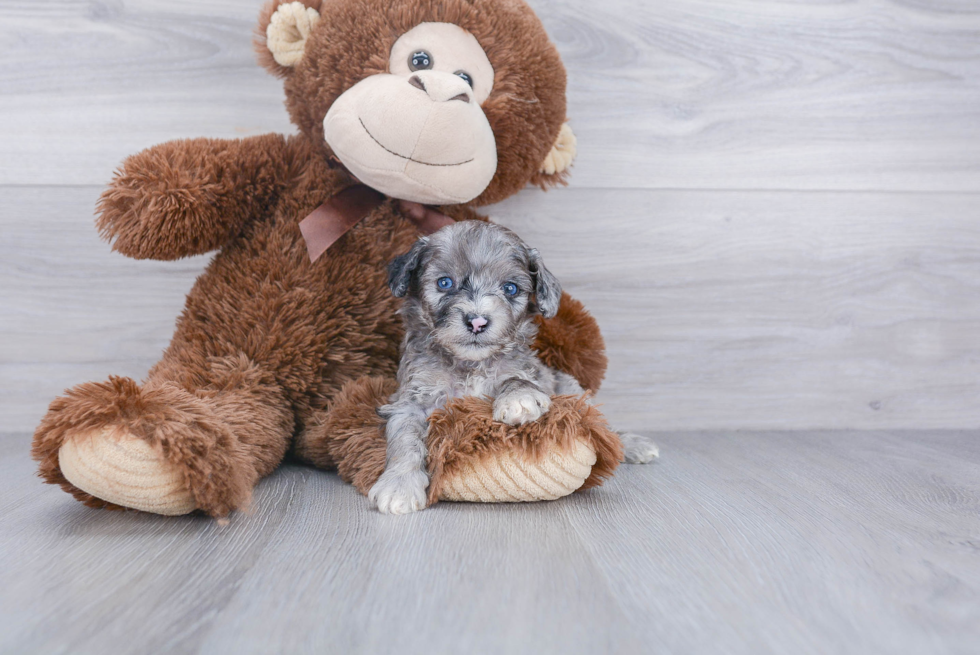 Mini Aussiedoodle Puppy for Adoption