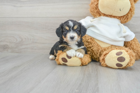 Popular Mini Aussiedoodle Poodle Mix Pup