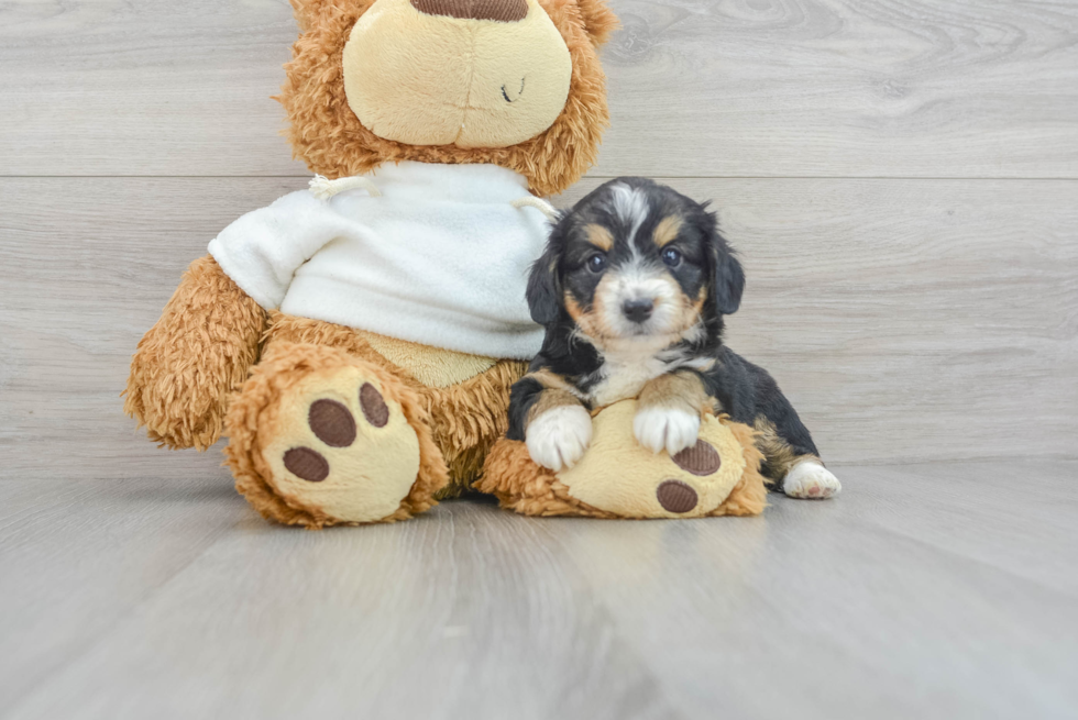 Best Mini Aussiedoodle Baby