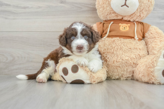 Best Mini Aussiedoodle Baby