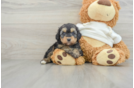 Mini Aussiedoodle Puppy for Adoption