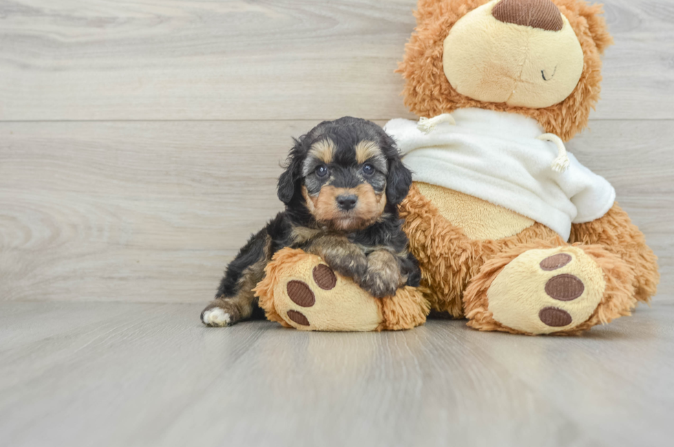 6 week old Mini Aussiedoodle Puppy For Sale - Premier Pups