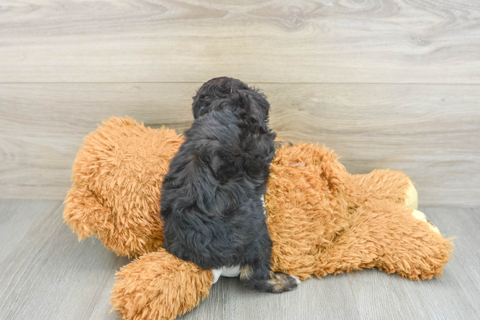 Adorable Mini Australian Shepherd X Poodle Mix Poodle Mix Puppy