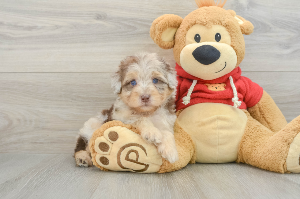 Popular Mini Aussiedoodle Poodle Mix Pup