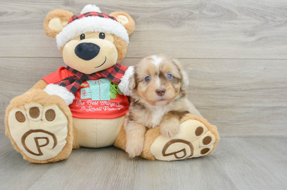 5 week old Mini Aussiedoodle Puppy For Sale - Premier Pups