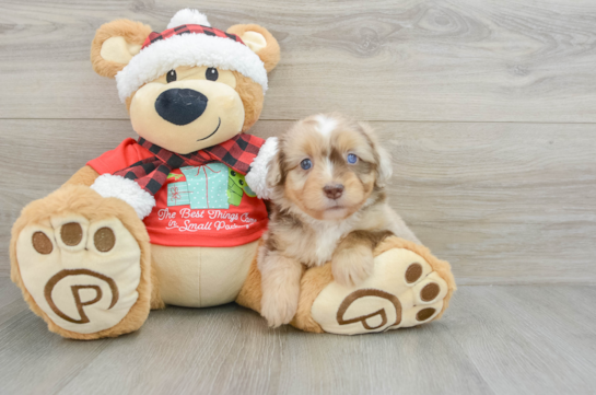 Little Mini Aussiepoo Poodle Mix Puppy