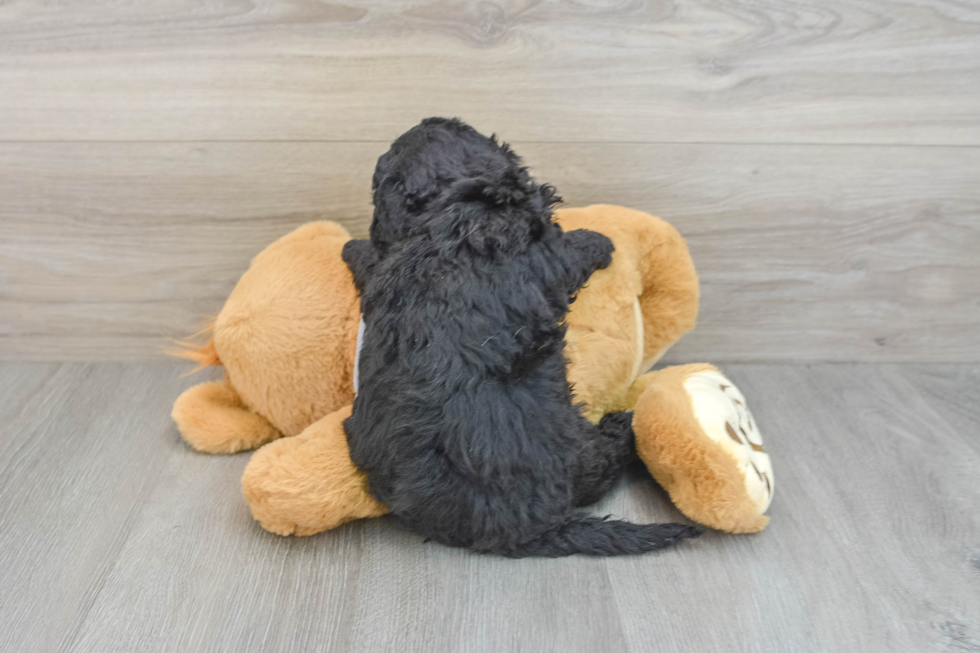 Playful Mini Aussiepoodle Poodle Mix Puppy