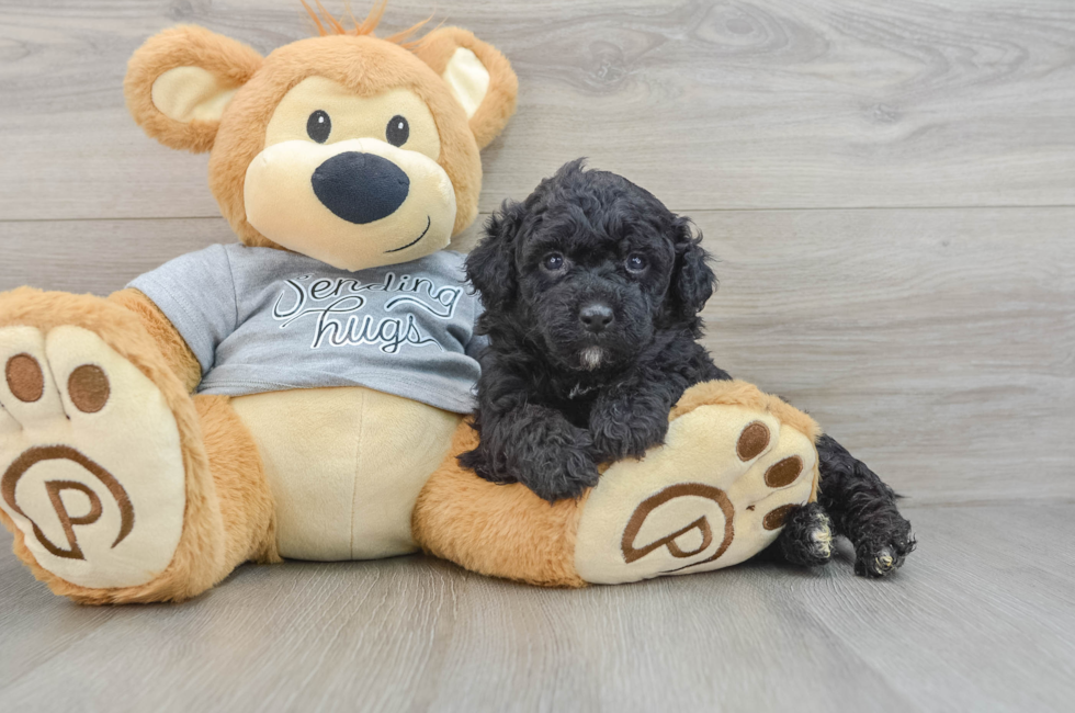 5 week old Mini Aussiedoodle Puppy For Sale - Premier Pups