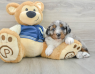 8 week old Mini Aussiedoodle Puppy For Sale - Premier Pups