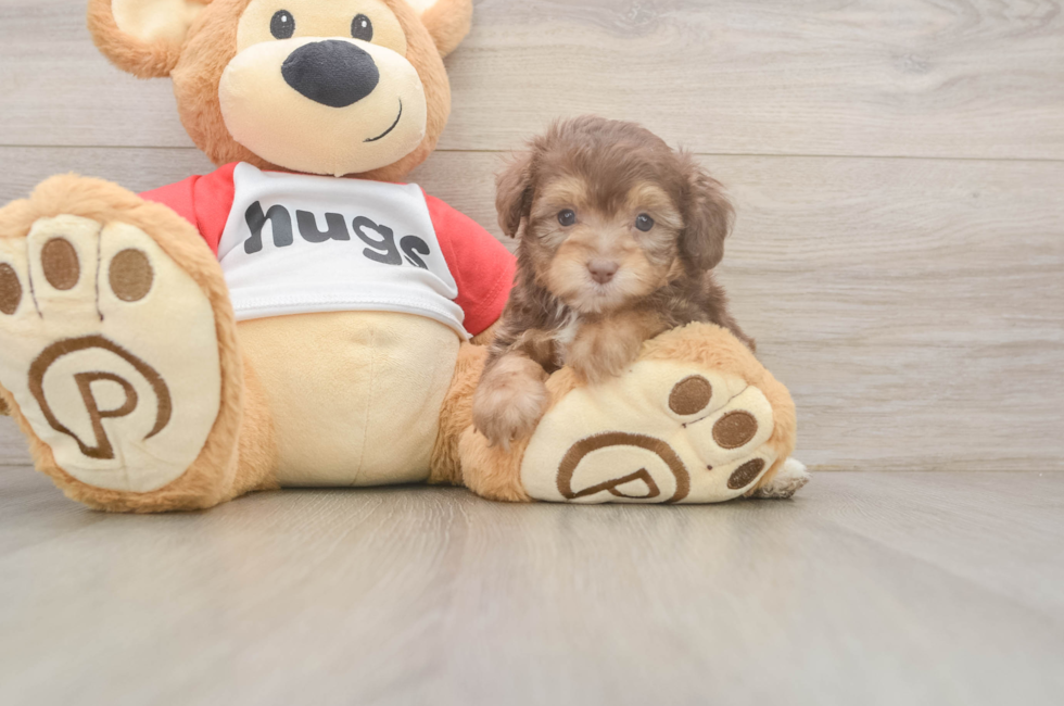 5 week old Mini Aussiedoodle Puppy For Sale - Premier Pups