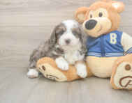 8 week old Mini Aussiedoodle Puppy For Sale - Premier Pups
