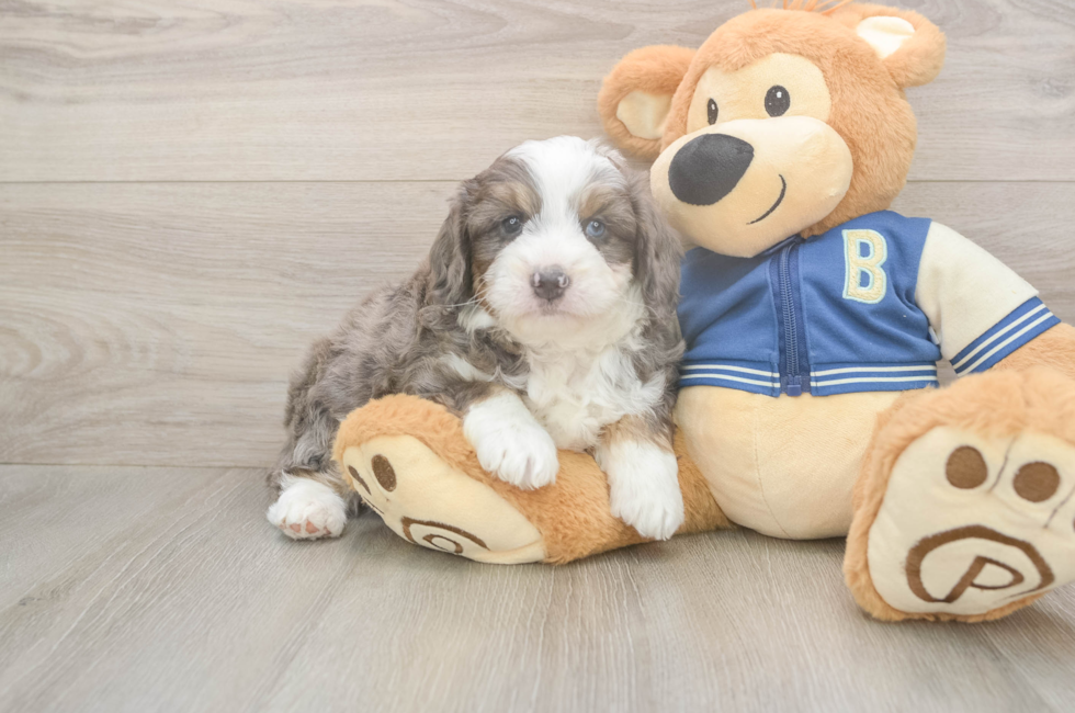 5 week old Mini Aussiedoodle Puppy For Sale - Premier Pups