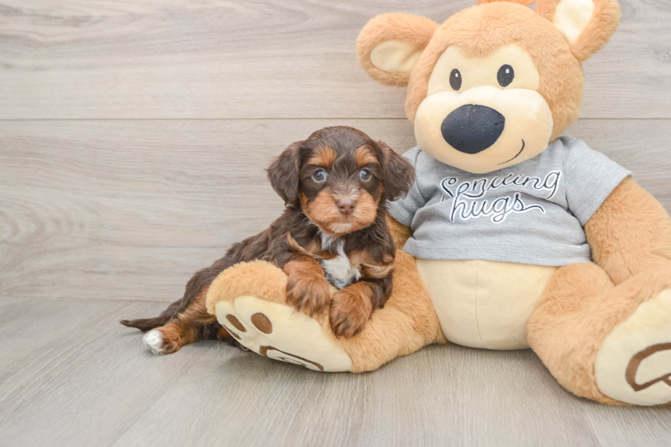 Hypoallergenic Aussiepoo Poodle Mix Puppy