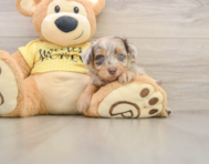 7 week old Mini Aussiedoodle Puppy For Sale - Premier Pups