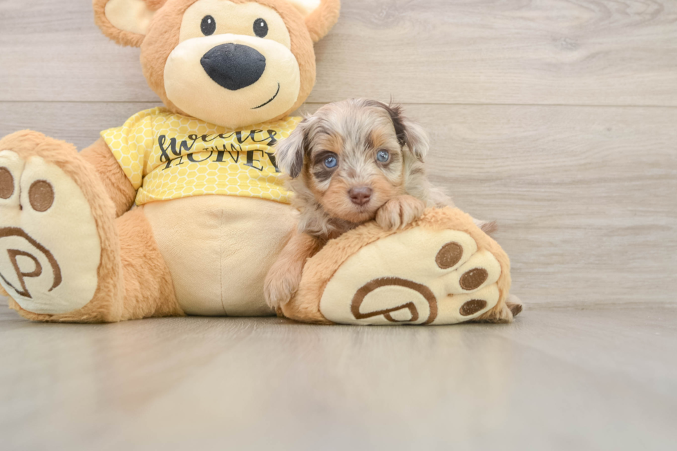 Energetic Aussiepoo Poodle Mix Puppy