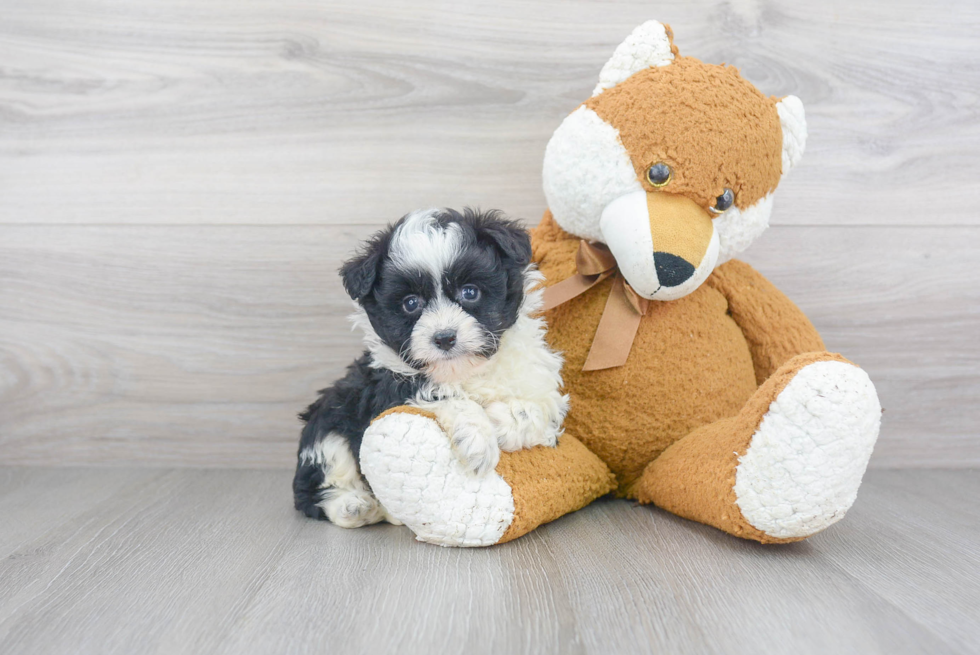 Friendly Mini Aussiedoodle Baby