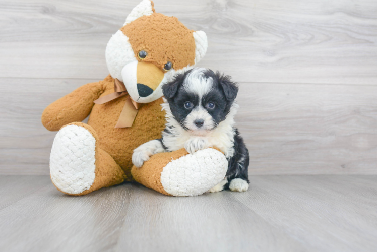 Best Mini Aussiedoodle Baby