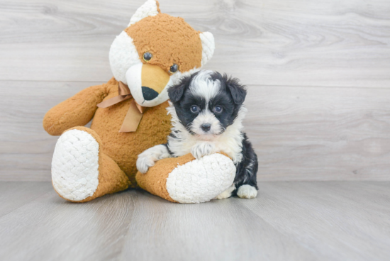 Best Mini Aussiedoodle Baby